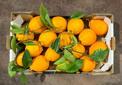 Foto Arance Tarocco Affogliato Calibro 4 Origine Italia Marchio Eccellenza Capitale  3